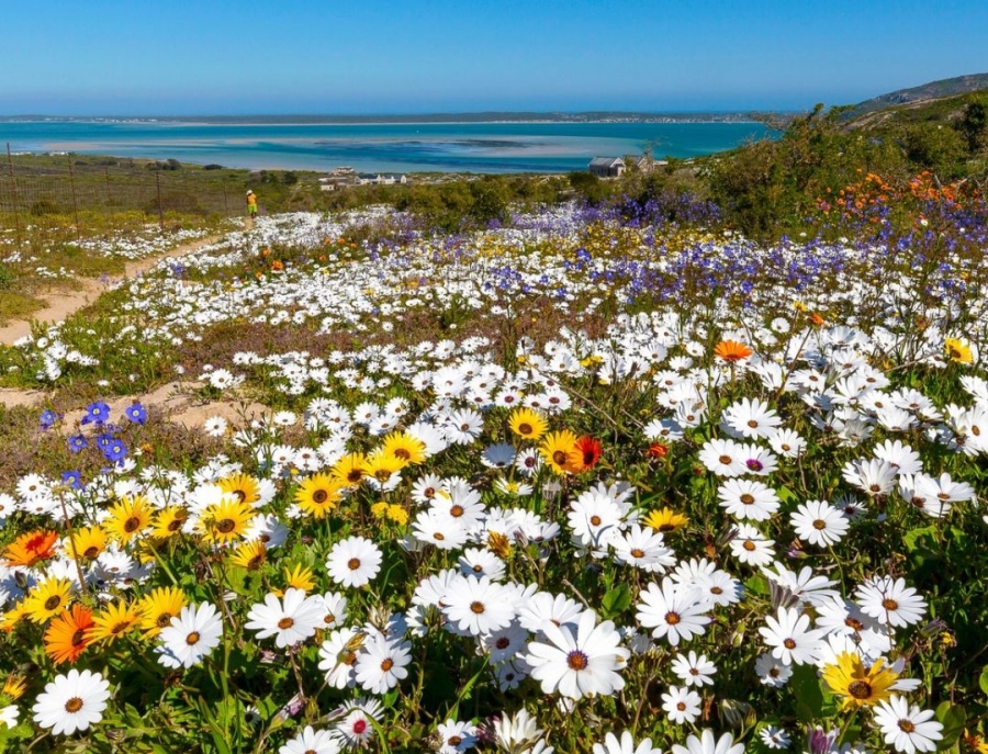 5 Bedroom Property for Sale in Blueberry Hill Western Cape